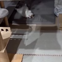 くつろぐ猫