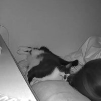 飼い主を見つめる猫