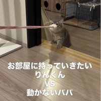 猫じゃらしを持っている猫
