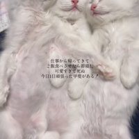 くっついて眠る3匹の子猫