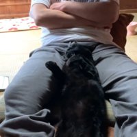 熟睡する猫