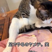 パソコンの横に座っている猫