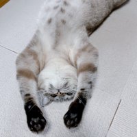 床に仰向けで伸びる猫
