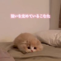 布団の上で身を低くしている子猫