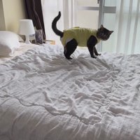 立ち上がって飼い主を見つめる猫