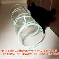 部屋の中を歩く猫