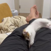 バンザイで足の間を探る猫