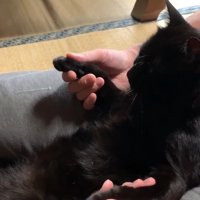 肉球を揉まれる猫