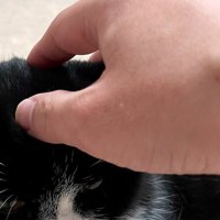 猫の頭を撫でる飼い主の手