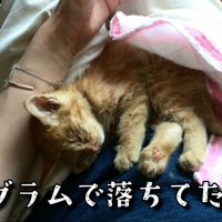 保護された子猫