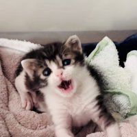 毛布の上であくびをする赤ちゃん猫