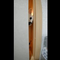 ふすまのすき間から覗く猫