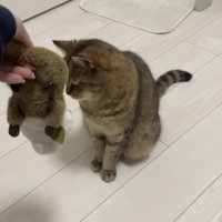 ぬいぐるみから顔を背ける猫の写真
