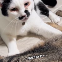 キジトラ猫を見ている猫