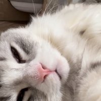 眠そうな猫