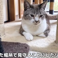 座っている大人猫