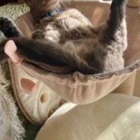 キャットタワーにいる猫