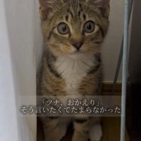 物陰でおすわりする子猫