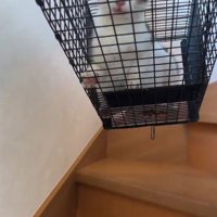 捕獲機の中の猫