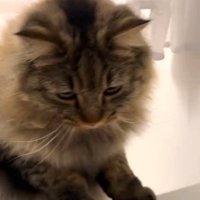 浴槽の縁（へり）に上る猫