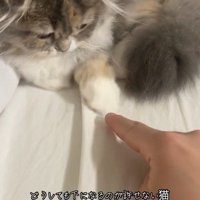 人の指を見ている猫