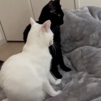 伸びる猫