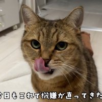 口元をぺろりとする猫