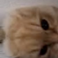 突進してくる猫