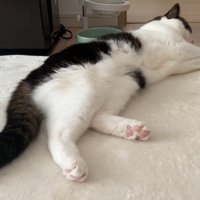 寝転がる姿