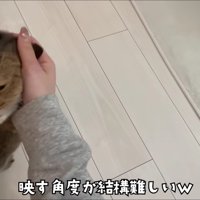 飼い主さんに撫でられるところを撮影されるみにらくん