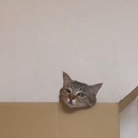 段ボールから顔を出すキジ猫