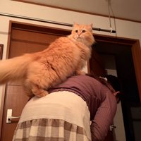 背中に飛び乗った猫