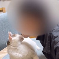 飼い主の顔を見つめる猫