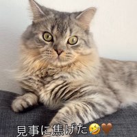 ソファに乗ってカメラを見つめる猫