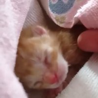 タオルに包まれた子猫