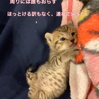 ゴロゴロ寝転がる子猫