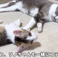 寝転がる子猫と成猫