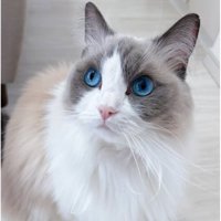 室内にいる猫