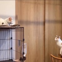 背伸びをする猫