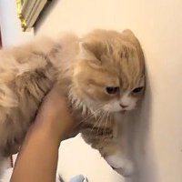 壁に頭をついた猫