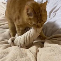 口に咥えた毛布を捻る猫