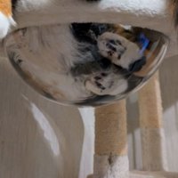 キャットタワーにいる猫