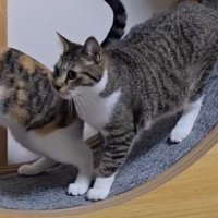 動揺している様子のキジ白猫