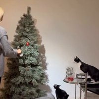 クリスマスツリーを見ている2匹のハチワレ猫