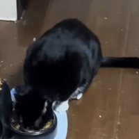 器に入ったごはんを食べるハチワレ猫