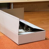 ダンボールの中に入る猫
