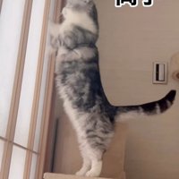 立ち上がる猫3