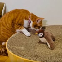 猫と鳥のおもちゃ