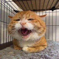 香箱座りをしている猫