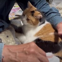 ブラッシングをしてもらう猫